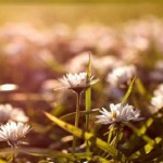 Melanchthons Gartenfest